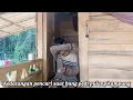 Download Lagu Kedatangan pencuri saat bang pedi pulang kampung di kebun ⁉️