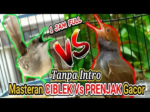 Download MP3 1 Jam Tanpa Intro Masteran Prenjak Vs Ciblek Gacor dor Brem Rapat Tanpa Jeda