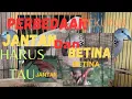 Download Lagu membedakan tekukur/derkuku jantan dan betina.