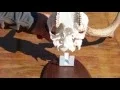 FANTASTIC AFFORDABLE SKULL MOUNTING BRACKET