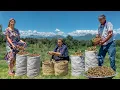 Download Lagu Harvesting Hazelnuts and Baking Oriental Buns: Simple and Sweet