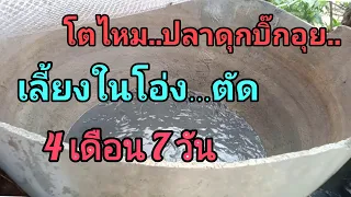 Ep.4 การเลี้ยงปลาดุกบิ๊กอุยในบ่อโอ่งตัด 4 เดือน 7 วัน เป็นยังไงบ้างไปดูกันครับ