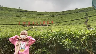 agrowisata kaligua brebes wisata kebun teh goa jepang