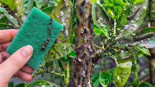 Elimina Cualquier plaga en 10 segundos, Cochinilla, Pulgones, Araña roja, Hormigas, mosca blanca etc