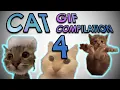 cat 4