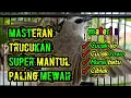 masteran trucukan super mantul paling mewah,materi ciblek,cucak rowo,murai batu,cucak ijo