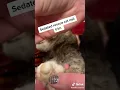 Sedated rescue cat nail trim Kitty is okay