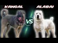 Download Lagu Kangal VS Alabai - Comparison MP3