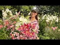 Lilies as Cut Flowers How to Harvest Condition Process Store Lilies Best Lily Varieties