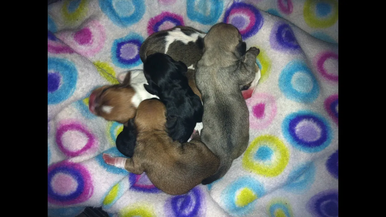 Cardyn's Puppies - 1st Week of Life!