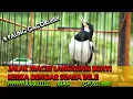 Download Lagu MENGATASI JALAK SUREN MACET BUNYI DENGAN SUARA INI  !!
