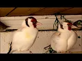 Download Lagu Major Goldfinch - eumo #birds #aviary #goldfinch