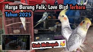 harga burung falk mulai 250 an saja stok melimpah februari 2025