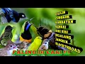 Download Lagu Cililin vs Cungkok || Rambatan || Kenari || Siri-Siri || Belalang Emas || Jangkrik || Blackthroat