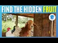 Find The Hidden Picture Challenge Fruit Edition