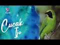 Download Lagu Pancingan Dan Masteran Cucak Ijo Gacor Bongkar Isian Mewah Yakin Nyaut | Greater Green Leafbird