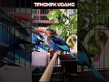 Lagu Suara Keras, Ngekek Panjang..Tengkek Udang Gacor Dor