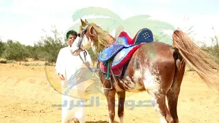 عبدالكريم المالكى ندعى عليك تموت دندنها