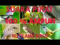 Download Lagu MP3 Pikat Kutilang Ribut 1 Jam Full || Dijamin Burung Kecil Langsung Datang dan Nempel