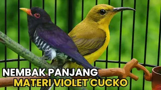 masteran sogon materi violet cuckoo sogon materi kedasih ungu masteran sogon materi mewah 2025