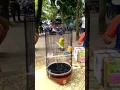 Lagu Gaya main Sang Legenda Lovebird Kusumo Bikin Jatuh Cinta Kicau Mania
