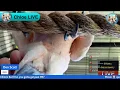 The "Ah-Hah!" Moment: How Patience & ABA Built Trust with a Rescued Parrot