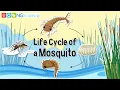 Life Cycle of a Mosquito