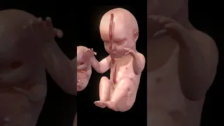 مراحل نمو الجنين 