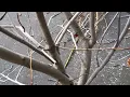 WHY DO WE PRUNE TREES