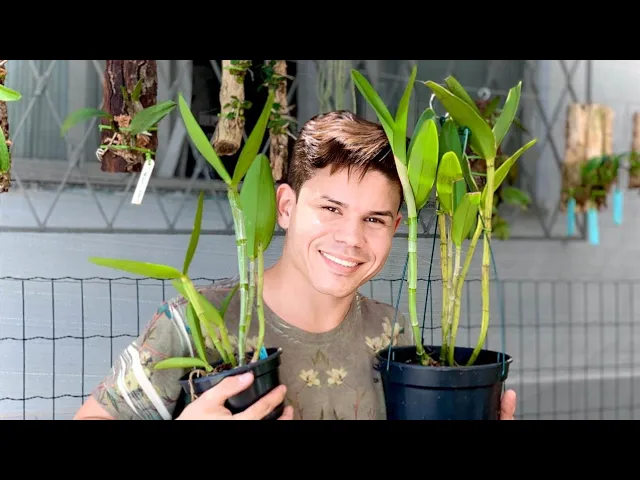 COMO PLANTAR ORQUÍDEAS 19