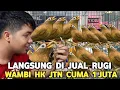 Download Lagu LANGSUNG DIJUAL RUGI WAMBI HONGKON JANTAN DARI 1 JUTAAN DI PASAR BURUNG PRAMUKA