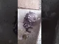 Download Lagu Tikus,lucu lagi mandi pakek sabun