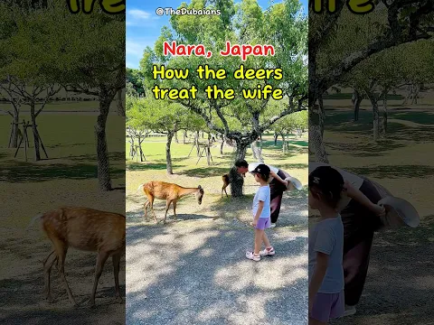 How the deers of Nara, Japan treat the wife vs. the husband. #funnyshorts