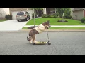 Weird and Clumsy Dogs that we love - Funny Dogs being Weird
