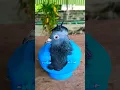 Download Lagu Pigeon treatment 621 #kalapati​ #birds​ #shorts​ #pigeon​ #kabutar​ #pets​ #pigeontreatment