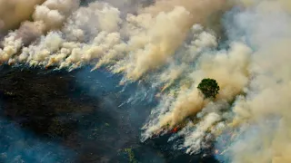 Why is Borneo Burning?