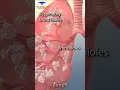 Download Lagu The Animation of Lungs 🫁 and its parts ( Bronchi, Bronchioles, Alveoli) 🩺🩺🩺 #shorts #shortvideo