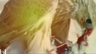 شيلة طواري المقانيص كلمات نايف التنيب اداء يوسف العنزي 2020 