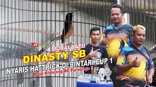 Download Lagi NAIK DAUN, Murai Batu DINASTY SB Nyaris Hattrick Di Bintari Cup 1 // Bayu Klanceng BC Purworejo MP3