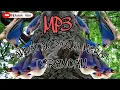 Download Lagu Suara Pikat Paling Ampuh Rambatan Paruh Merah Terbaru 2022(Mp3 Jitu Ampuh Bagi Para Master Pikat)