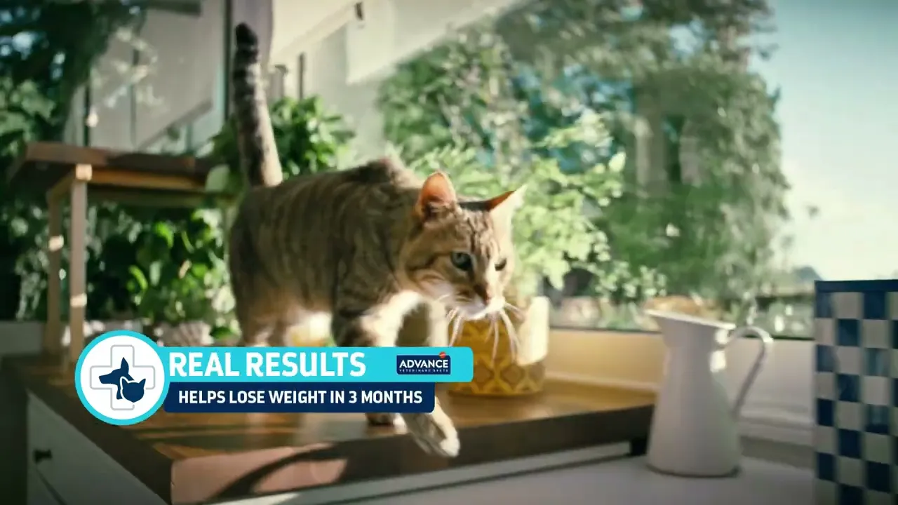 Advance Pets Food TV Campaign