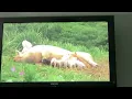 Milo cases the pigs life scene milo and Otis