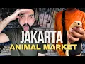 Lagu Jakarta's SHOCKING animal market! Found my favorite PET???