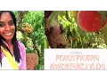 Peach Picking Adventures VLOG
