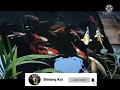 nasamatu hawak cover aulia, bareng koi #koi #koifish #viral #trending #nasamatuhawak