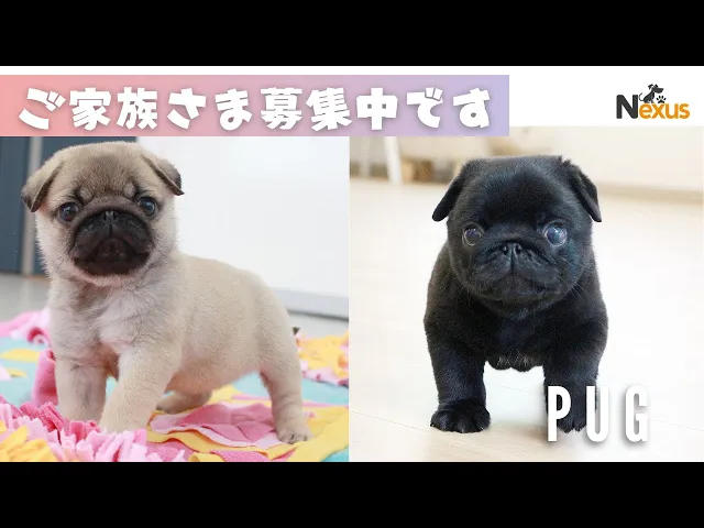 動画