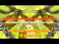 Download Lagu masteran korlap betina gacor full tembakan speed rapat // masteran burung juara #masteranburung