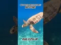 Download Lagu FACE TO FACE with a Caretta-Caretta Sea Turtle | Kefalonia Island, Greece #carettacaretta #seaturtle