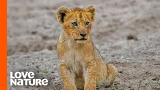 lost lion cub spotty is on his own part 1