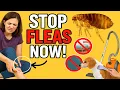 Download Lagu Ultimate Guide: How to Get Rid of Fleas on Humans Fast!